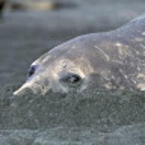 Meet your Posher, Alison